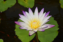 Purple Joy Tropical Water Lily (Nymphaea 'Purple Joy') at A Very Successful Garden Center