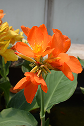 Orange Punch Canna (Canna 'Orange Punch') at A Very Successful Garden Center