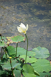 White Lotus (Nelumbo nucifera 'Alba Grandiflora') at A Very Successful Garden Center