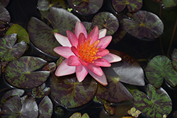 Indiana Hardy Water Lily (Nymphaea 'Indiana') at Stonegate Gardens