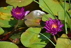 Purple Fantasy Hardy Water Lily (Nymphaea 'Purple Fantasy') at A Very Successful Garden Center