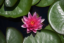 Rembrandt Hardy Water Lily (Nymphaea 'Rembrandt') at Lakeshore Garden Centres