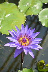 Blue Lotus (Nymphaea nouchali) at A Very Successful Garden Center