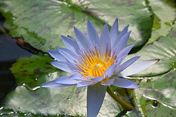 Charles Thomas Tropical Water Lily (Nymphaea 'Charles Thomas') at A Very Successful Garden Center