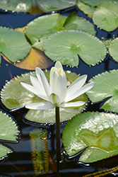 Missouri Tropical Water Lily (Nymphaea 'Missouri') at A Very Successful Garden Center