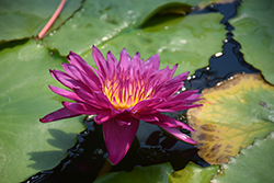 Hot Pink Tropical Water Lily (Nymphaea 'Hot Pink') at Lakeshore Garden Centres