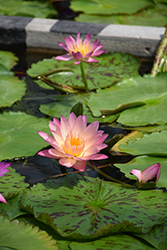 Tropic Sunset Tropical Water Lily (Nymphaea 'Tropic Sunset') at Lakeshore Garden Centres