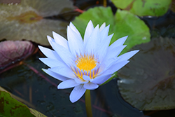 Marmorata Tropical Water Lily (Nymphaea 'Marmorata') at A Very Successful Garden Center