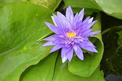 King Of Siam Tropical Water Lily (Nymphaea 'King Of Siam') at A Very Successful Garden Center