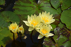 Carla's Sonshine Tropical Water Lily (Nymphaea 'Carla's Sonshine') at Lakeshore Garden Centres