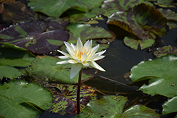 Josephine Tropical Water Lily (Nymphaea 'Josephine') at Lakeshore Garden Centres