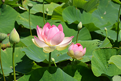 Mrs. Perry D. Slocum Lotus (Nelumbo 'Mrs. Perry D. Slocum') at A Very Successful Garden Center
