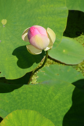 Sacred Pink Lotus (Nelumbo nucifera var. speciosum) at Stonegate Gardens