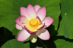 Sacred Pink Lotus (Nelumbo nucifera var. speciosum) at Stonegate Gardens