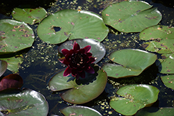 Black Princess Hardy Water Lily (Nymphaea 'Black Princess') at Stonegate Gardens