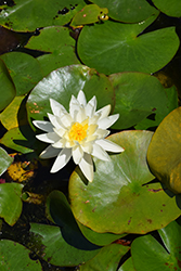 Hal Miller Hardy Water Lily (Nymphaea 'Hal Miller') at Lakeshore Garden Centres