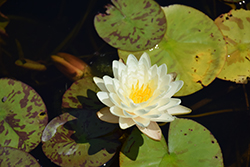 Denver Hardy Water Lily (Nymphaea 'Denver') at Lakeshore Garden Centres