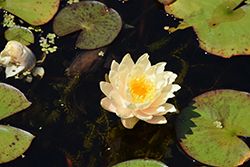 Carolina Sunset Hardy Water Lily (Nymphaea 'Carolina Sunset') at Lakeshore Garden Centres