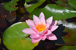 Norma Gedye Hardy Water Lily (Nymphaea 'Norma Gedye') at A Very Successful Garden Center