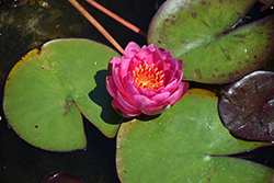 James Brydon Hardy Water Lily (Nymphaea 'James Brydon') at A Very Successful Garden Center