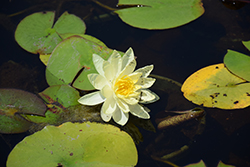 Sunrise Hardy Water Lily (Nymphaea 'Sunrise') at Lakeshore Garden Centres