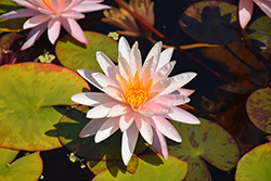 Starbright Hardy Water Lily (Nymphaea 'Starbright') at Lakeshore Garden Centres
