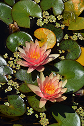 Little Sue Hardy Water Lily (Nymphaea 'Little Sue') at A Very Successful Garden Center