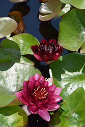 Almost Black Hardy Water Lily (Nymphaea 'Almost Black') at A Very Successful Garden Center