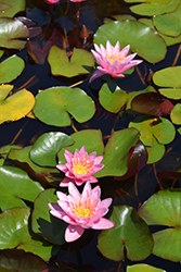 Pink Sensation Hardy Water Lily (Nymphaea 'Pink Sensation') at A Very Successful Garden Center