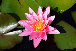 Pink Sensation Hardy Water Lily (Nymphaea 'Pink Sensation') at A Very Successful Garden Center