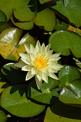 Charlene Strawn Hardy Water Lily (Nymphaea 'Charlene Strawn') at A Very Successful Garden Center