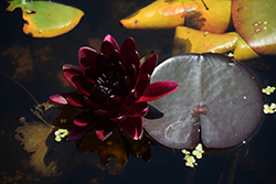 Black Princess Hardy Water Lily (Nymphaea 'Black Princess') at Lakeshore Garden Centres