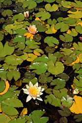 Comanche Hardy Water Lily (Nymphaea 'Comanche') at Stonegate Gardens