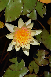 Comanche Hardy Water Lily (Nymphaea 'Comanche') at Stonegate Gardens