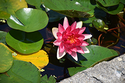 Steven Strawn Hardy Water Lily (Nymphaea 'Steven Strawn') at A Very Successful Garden Center