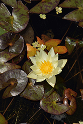 Pygmaea Helvola Hardy Water Lily (Nymphaea 'Pygmaea Helvola') at A Very Successful Garden Center