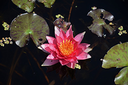Robinsoniana Hardy Water Lily (Nymphaea 'Robinsoniana') at A Very Successful Garden Center