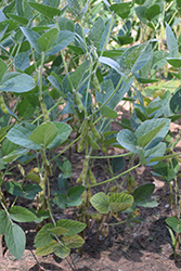 Soybean (Glycine max) at A Very Successful Garden Center
