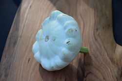 Early White Pattypan Squash (Cucurbita pepo var. clypeata 'White') at A Very Successful Garden Center