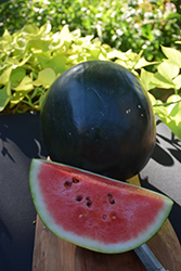 Black Diamond Watermelon (Citrullus lanatus 'Black Diamond') at A Very Successful Garden Center