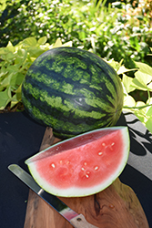 Mini Piccolo Watermelon (Citrullus lanatus 'Mini Piccolo') at A Very Successful Garden Center