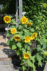 Sunspot Sunflower (Helianthus annuus 'Sunspot') at Lakeshore Garden Centres