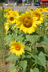 Aztec Gold Sunflower (Helianthus annuus 'Aztec Gold') at A Very Successful Garden Center