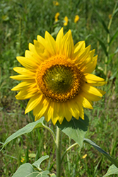 Royal Sunflower (Helianthus annuus 'Royal') at A Very Successful Garden Center