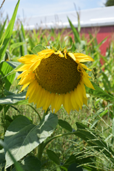Mammoth Grey Stripe Sunflower (Helianthus annuus 'Mammoth Grey Stripe') at A Very Successful Garden Center