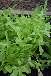Sandy Lettuce (Lactuca sativa var. crispa 'Sandy') at A Very Successful Garden Center
