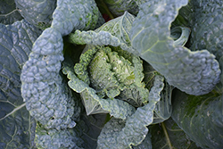 Clarissa Savoy Cabbage (Brassica oleracea var. sabauda 'Clarissa') at A Very Successful Garden Center