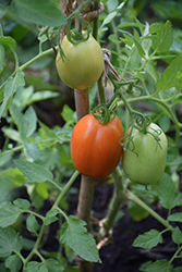Heirloom Marriage Marzinera Tomato (Solanum lycopersicum 'Marzinera') at A Very Successful Garden Center