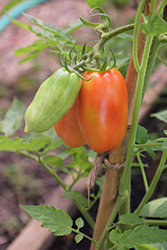 Super Marzano Tomato (Solanum lycopersicum 'Super Marzano') at A Very Successful Garden Center