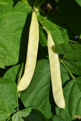 Capitano Bush Bean (Phaseolus vulgaris 'Capitano') at A Very Successful Garden Center
